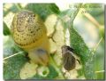 Hysteropterum sp.